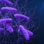 Photo Long-lived organisms Polish